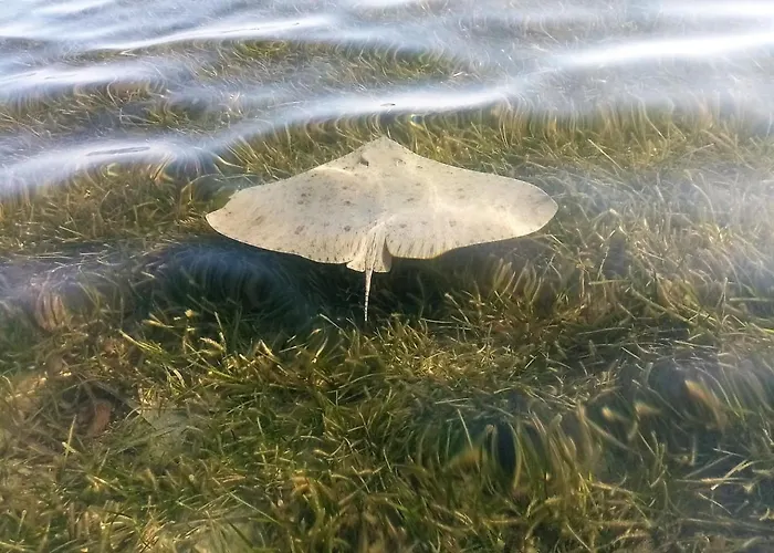 El Remanso Iv Lejlighed